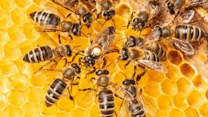 Cattura di uno sciame di api per incrementare il nostro apiario
