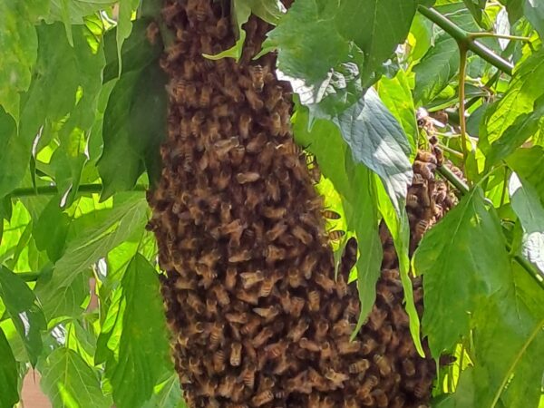 Cattura di uno sciame di api – 25 maggio